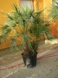 Chamaerops Humilis_01